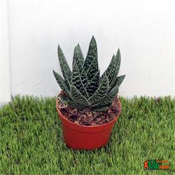 Gasteria Apollo M-8,5 OFERTA