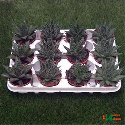 Gasteria Mix M-8.5 12 Uds.  ¡¡¡ OFERTA !!!