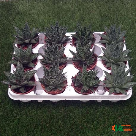 Gasteria Mix M-8.5  Bandeja 12 Unidades