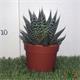 Gasteria Durban M-8.5