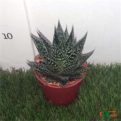 Gasteria Durban M-8.5 OFERTA