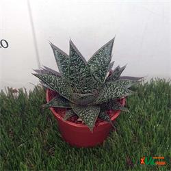 Gasteria Flow M-8.5