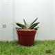 Gasteria Little Wartx M-8.5