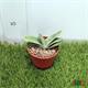 Gasteria Little Wartx M-8.5