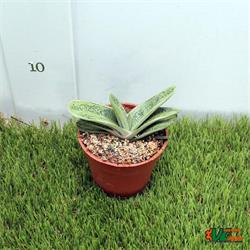 Gasteria Little Warty M-8.5 OFERTA