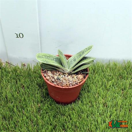 Gasteria Little Wartx M-8.5