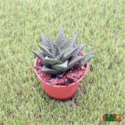 Hawortia Limifolia M-8.5 OFERTA