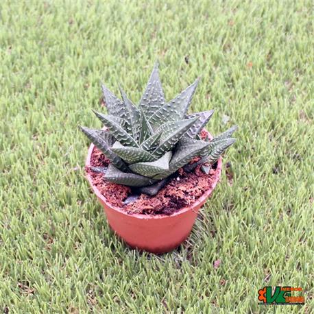 Hawortia Limifolia M-8.5