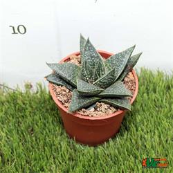 Gasteria Limpopo M-8.5 OFERTA