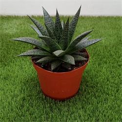 Gasteria Limpopo M-15