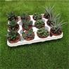 Hawortias Mix M-8.5