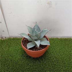 Agave Pigmae Dragontoes M-21