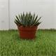 Agave Victoria Reginae M-11