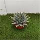 Agave Victoria Reginae M-11