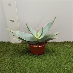 Aloe Striata Pink M-12