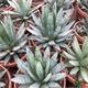 Agave Blue Emperor T-21