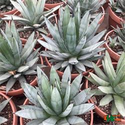 Agave Blue Emperor T-21
