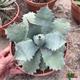 Agave Potatorum Cameron Blue T-21