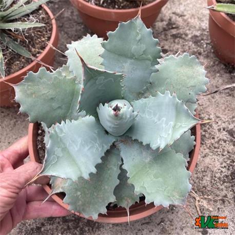 Agave Potatorum Cameron Blue T-21