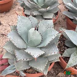 Agave Pygmaea Dragon Toes T-21