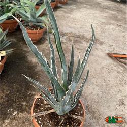 Agave Swords Fish T-21