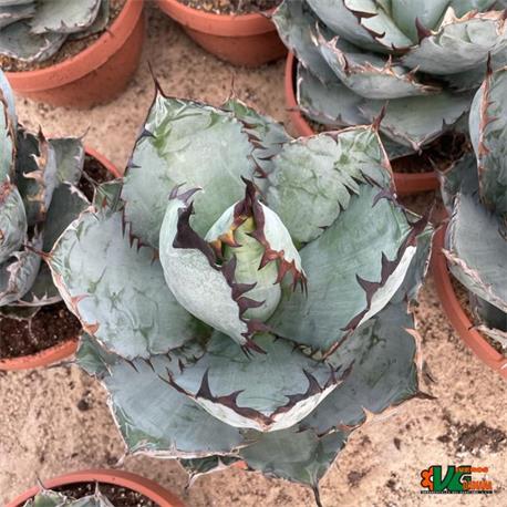 Agave Titanota Black Blue T-21