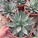 Agave Blue Ember T-21