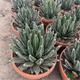 Agave Victoria Reginae T-21