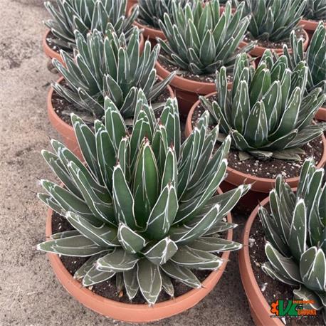 Agave Victoria Reginae T-21