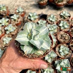 Agave Isthmensis Mediopicta Alba M-8.5