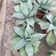 Agave Ovatifolia Vanzie T-21