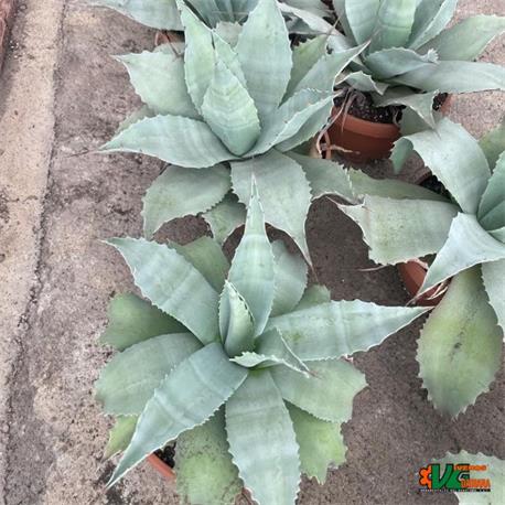 Agave Ovatifolia Vanzie T-21