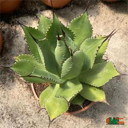 Agave Bovicornuta Cow Horns T-21