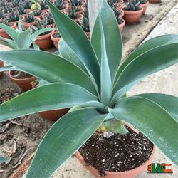 Agave Boutin Blue T-21