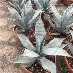 Agave Colorata Supreme T-21