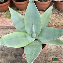 Agave Guiengola Platinum T-21