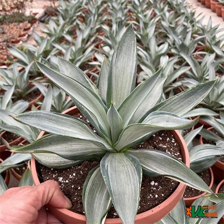 Agave Desmetiana Silver Star T-21