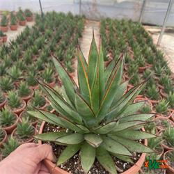 Agave Green Glow T-21