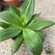 Agave Ellemetiana Satina T-21