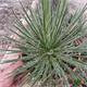 Agave Geminiflora Rastaman T-21