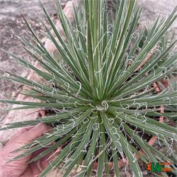 Agave Geminiflora Rastaman T-21