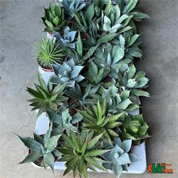 Agave Mix M-15