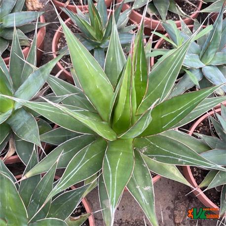 Agave Impressa Impressive T-21