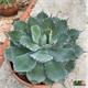 Agave Kichijokan T-21