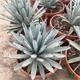 Agave Little Penguins T-21