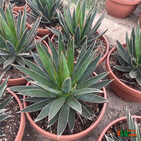 Agave Ocahui T-21