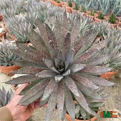 Agave Mangave Bloodspot T-21