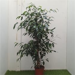 Ficus Danielle M-17   90- 100  CM