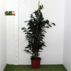 Ficus Danielle M-20   120 Cm
