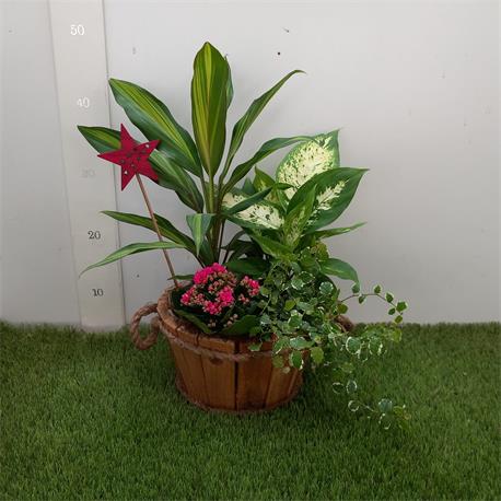 Cesta Roja Guzmania